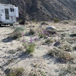 Coyote Canyon campsite