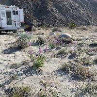 Coyote Canyon campsite ico