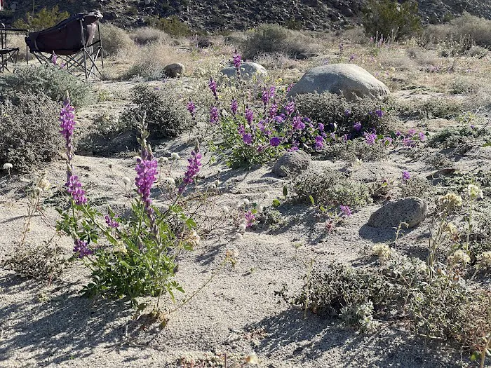 Coyote Canyon campsite Picture 5