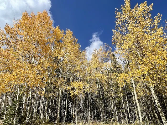 Gordon Gulch Dispersed Camping Area, CO Picture 10