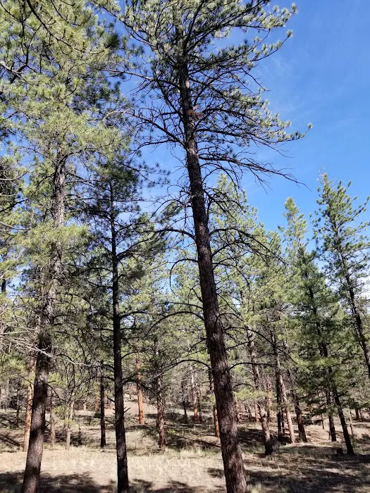Blue Mountain Campground Picture 6