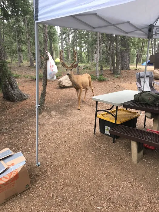 Prospector Ridge Campground Picture 9