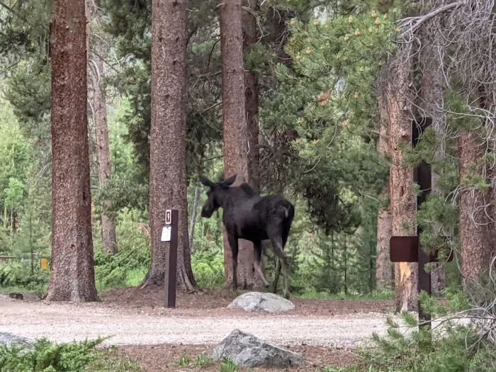 Arapaho Bay Roaring Fork Campground Picture 6
