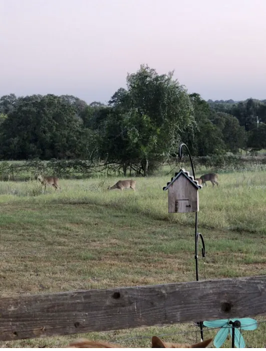 McDade RV Park Picture 2