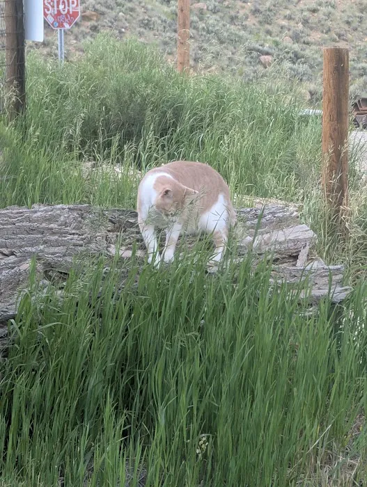 Hot Sulphur Springs Campground Picture 5