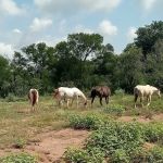It’s a wendelful life ranch