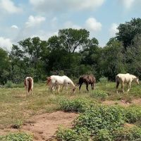 It’s a wendelful life ranch ico