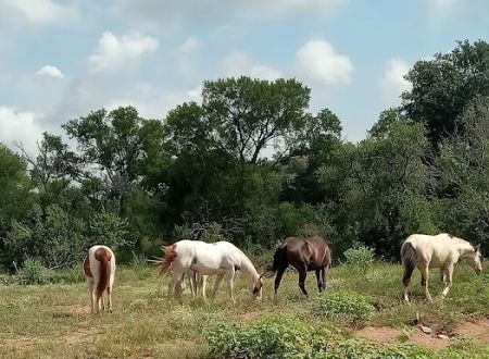 It’s a wendelful life ranch