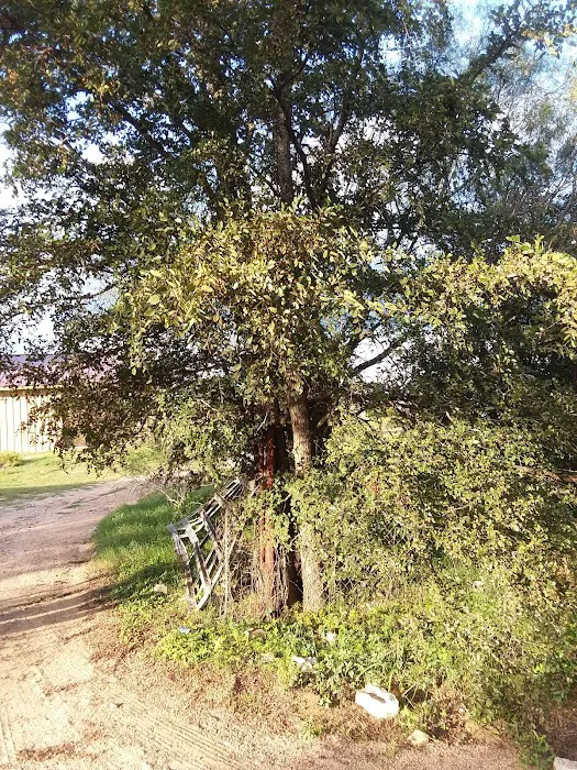 Granite Shoals Campgrounds Picture 6