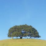Campground 61