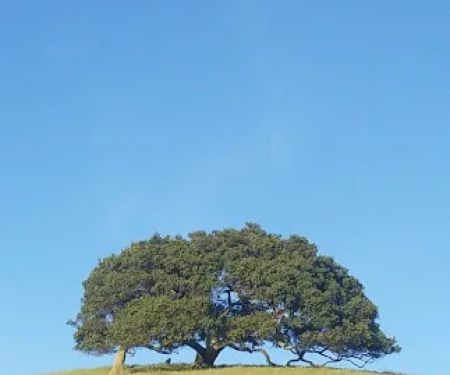 Campground 61