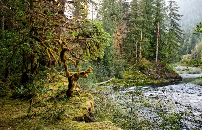 Graves Creek Campground Picture 5