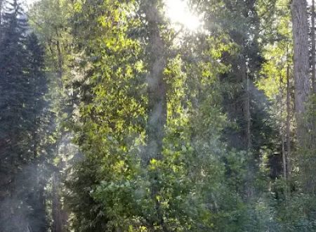Phelps Creek Campground / Horse Camp