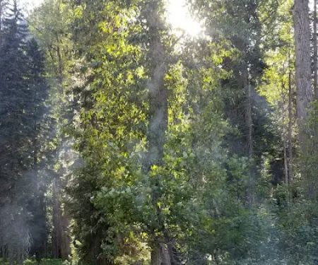 Phelps Creek Campground / Horse Camp
