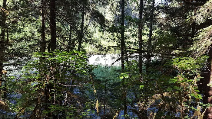 Mineral Park Campground Picture 8