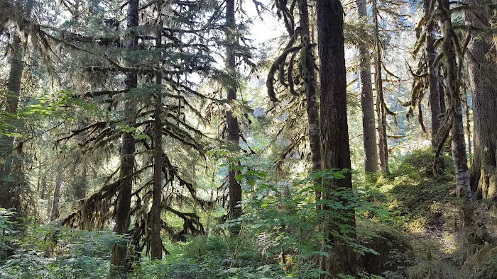 Mineral Park Campground Picture 7