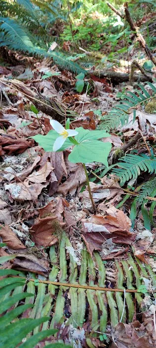 Cascade River Retreat Picture 9