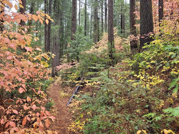 Skillman Campground Picture 2