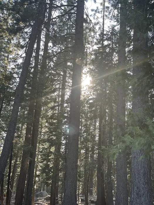 Lodgepole Campground Picture 5