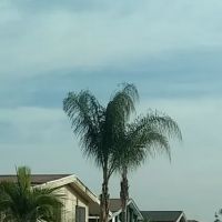 Countrywood Estates ico