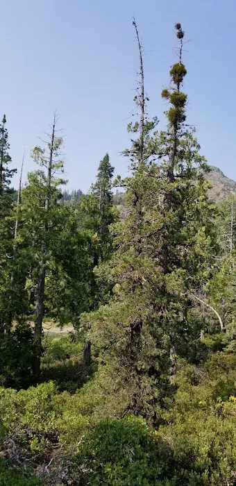 Cisco Grove Campground & RV Picture 7