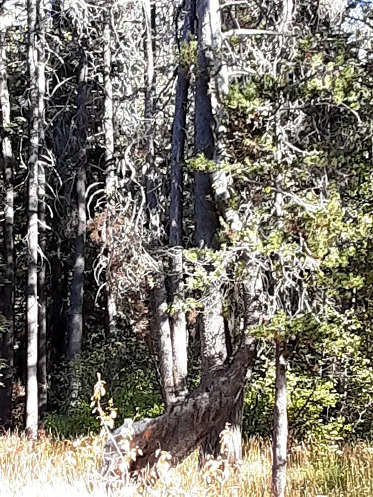 Woodchuck Campground Picture 8