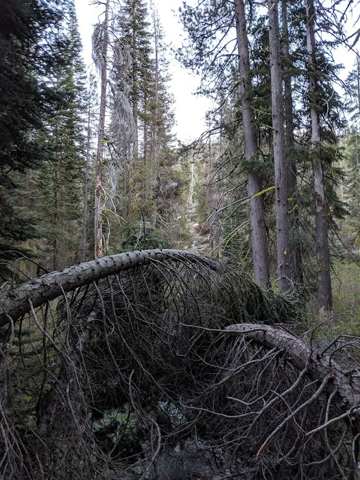 Woodchuck Campground Picture 9