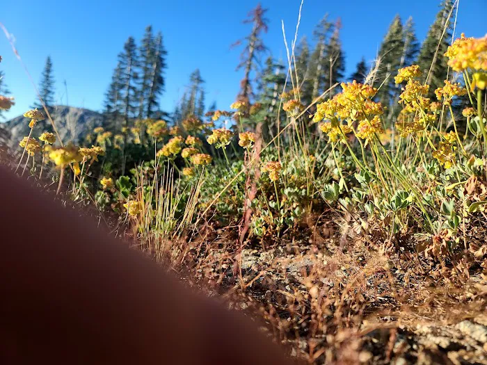 Grouse Ridge Campground Picture 4