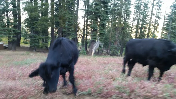 Grouse Ridge Campground Picture 7