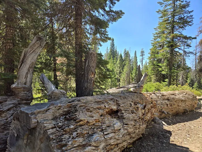 Gerle Creek Campground Picture 9