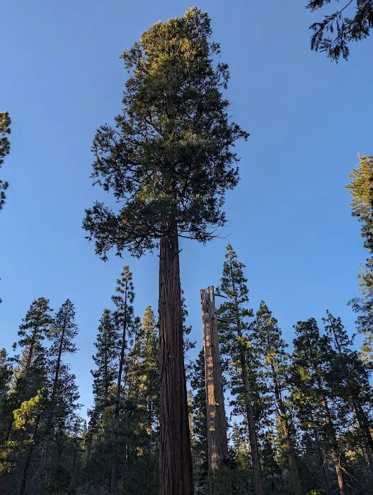 Airport Flat Campground Picture 4