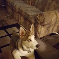 Arviso Mobile Home Park ico