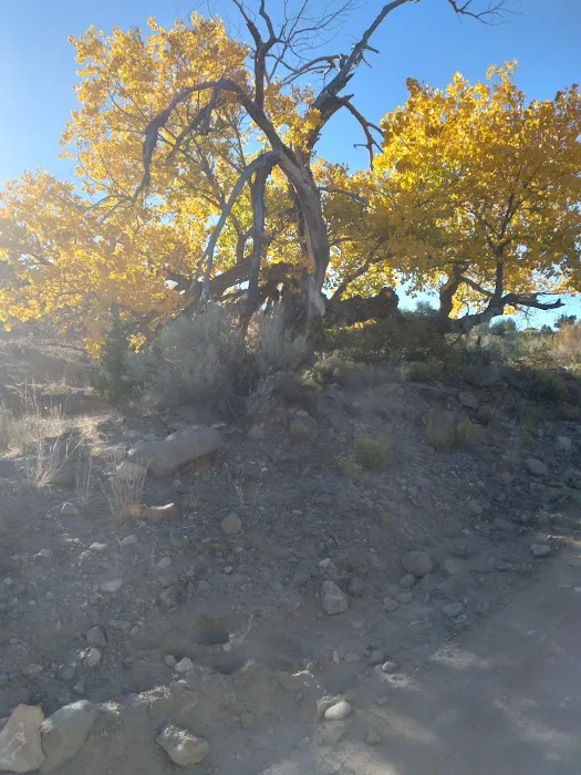 Las Casitas RV Park Picture 2