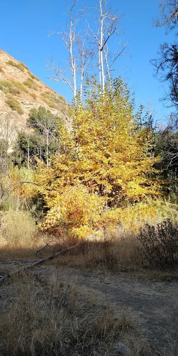 Middle Matilija Campground Picture 9