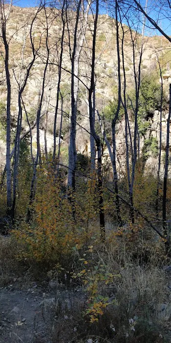 Middle Matilija Campground Picture 8