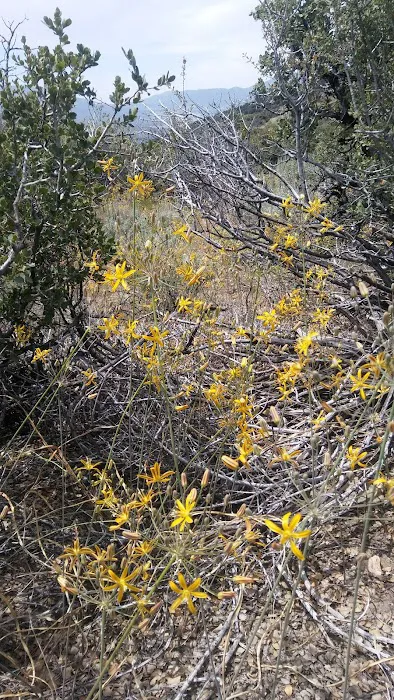 Chuchupate Campground Picture 4
