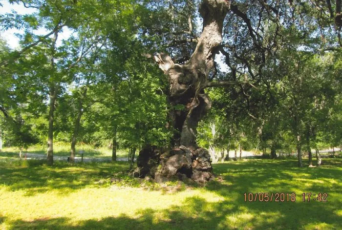 York Creek RV Park Picture 6