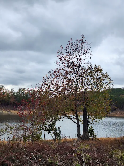 Holly Creek Campsite Picture 4