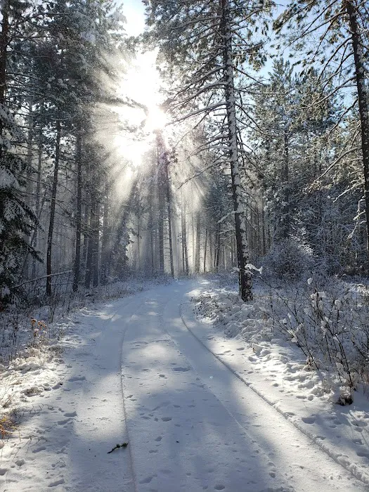 Koochiching State Forest Picture 5