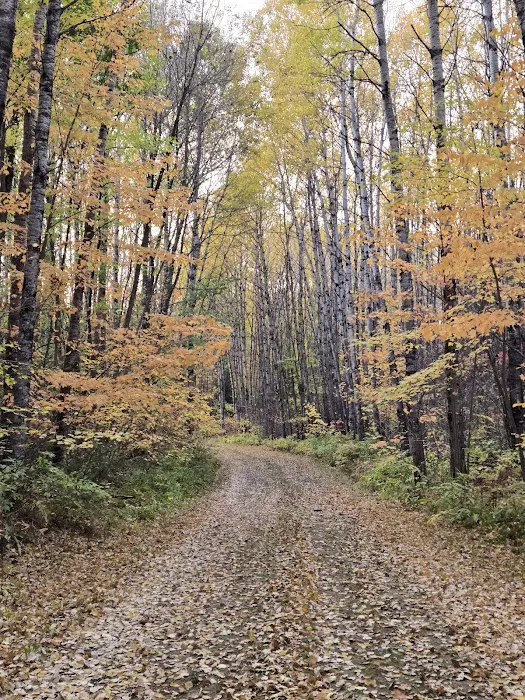 Koochiching State Forest Picture 10