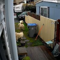 Western Trailer Park ico