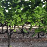 Sequoia Gardens ico