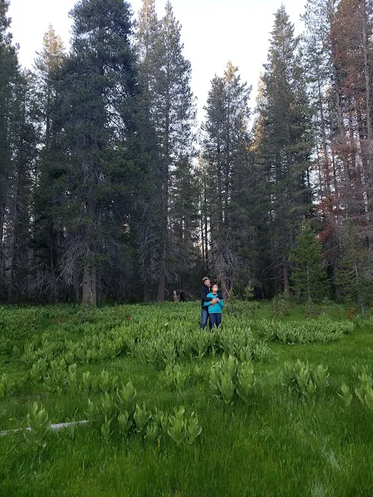 Eastern Big Meadow Road Camping Area Picture 1