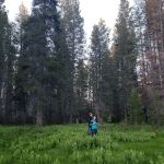 Eastern Big Meadow Road Camping Area
