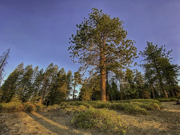 Big Meadow Campground Picture 8