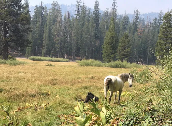 Upper Soda Springs Campground Picture 4