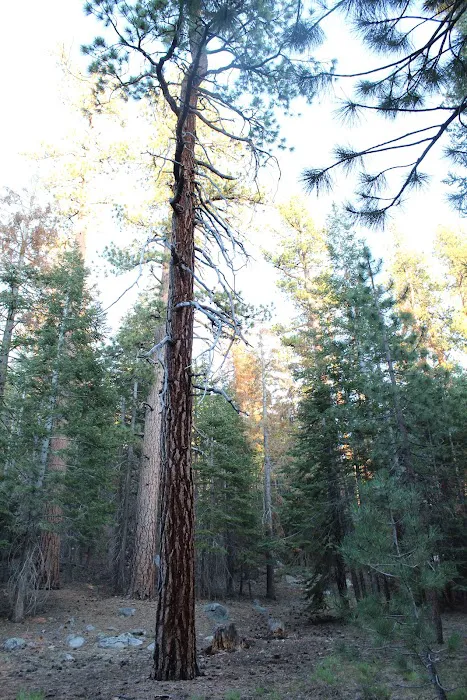 Mono Creek Campground Picture 9