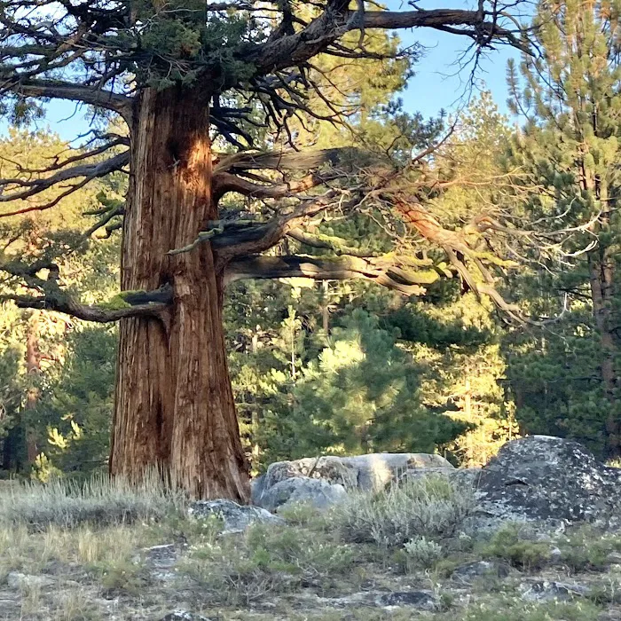 Mono Creek Campground Picture 10