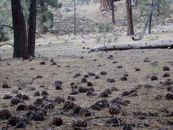 Mono Creek Day Use Area Picture 1