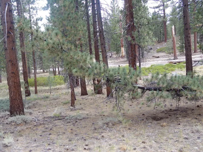Mono Creek Day Use Area Picture 9